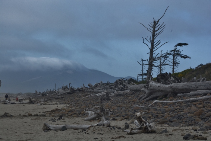 driftwood on Cape Meares Beach